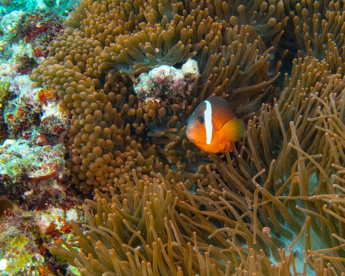 Fiji Anemonefish