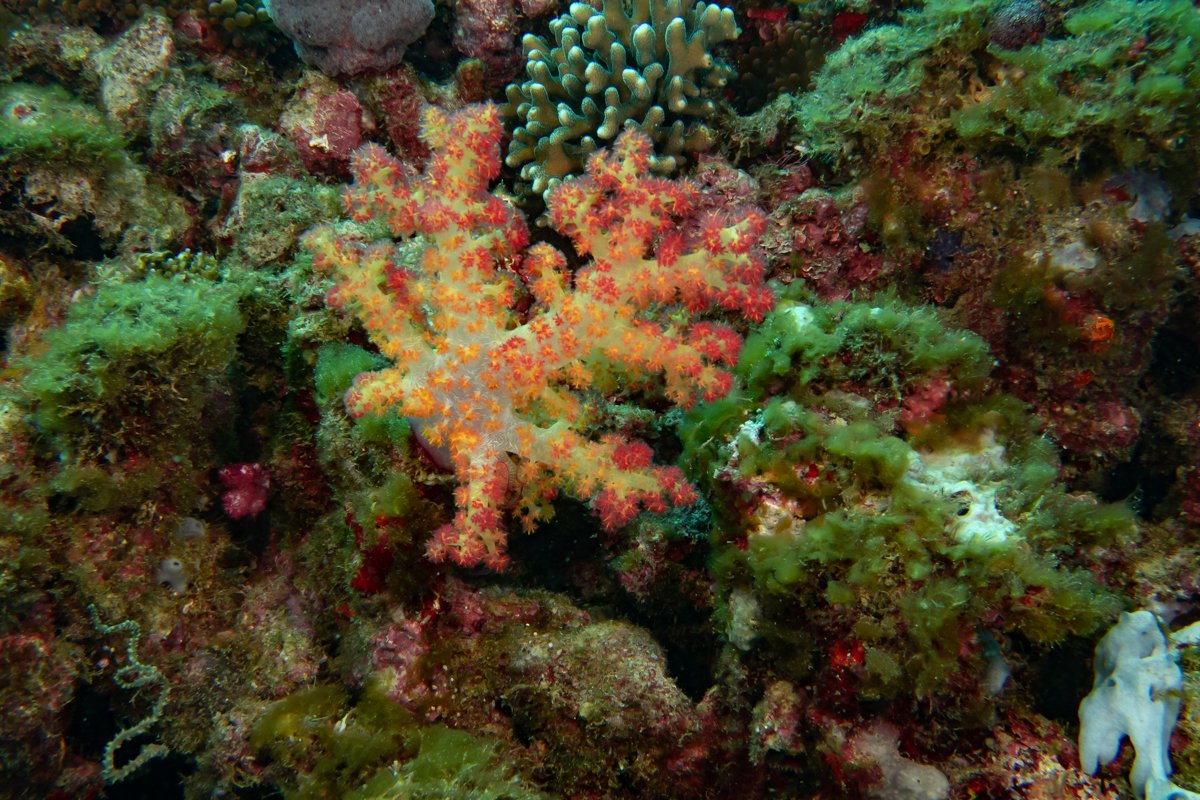 Fiji Soft Coral