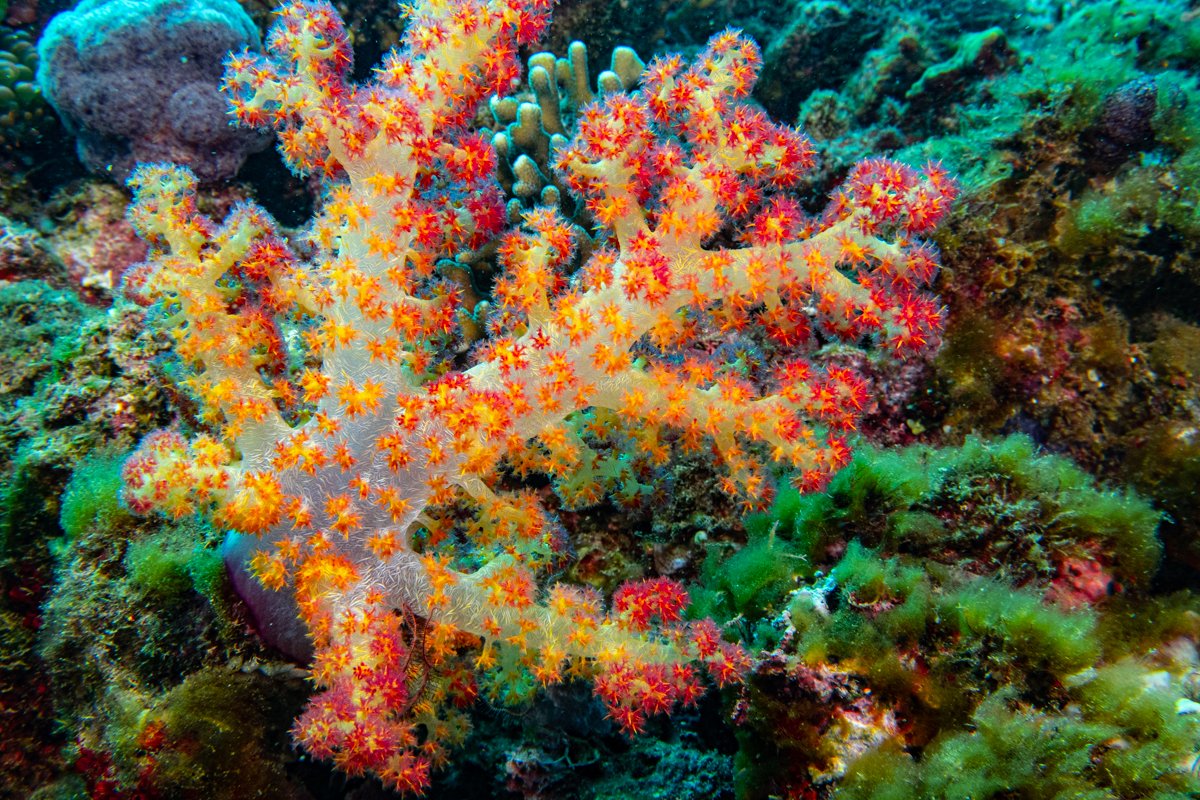 Fiji Soft Coral