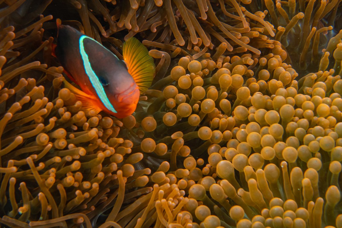 Fiji Anemonefish