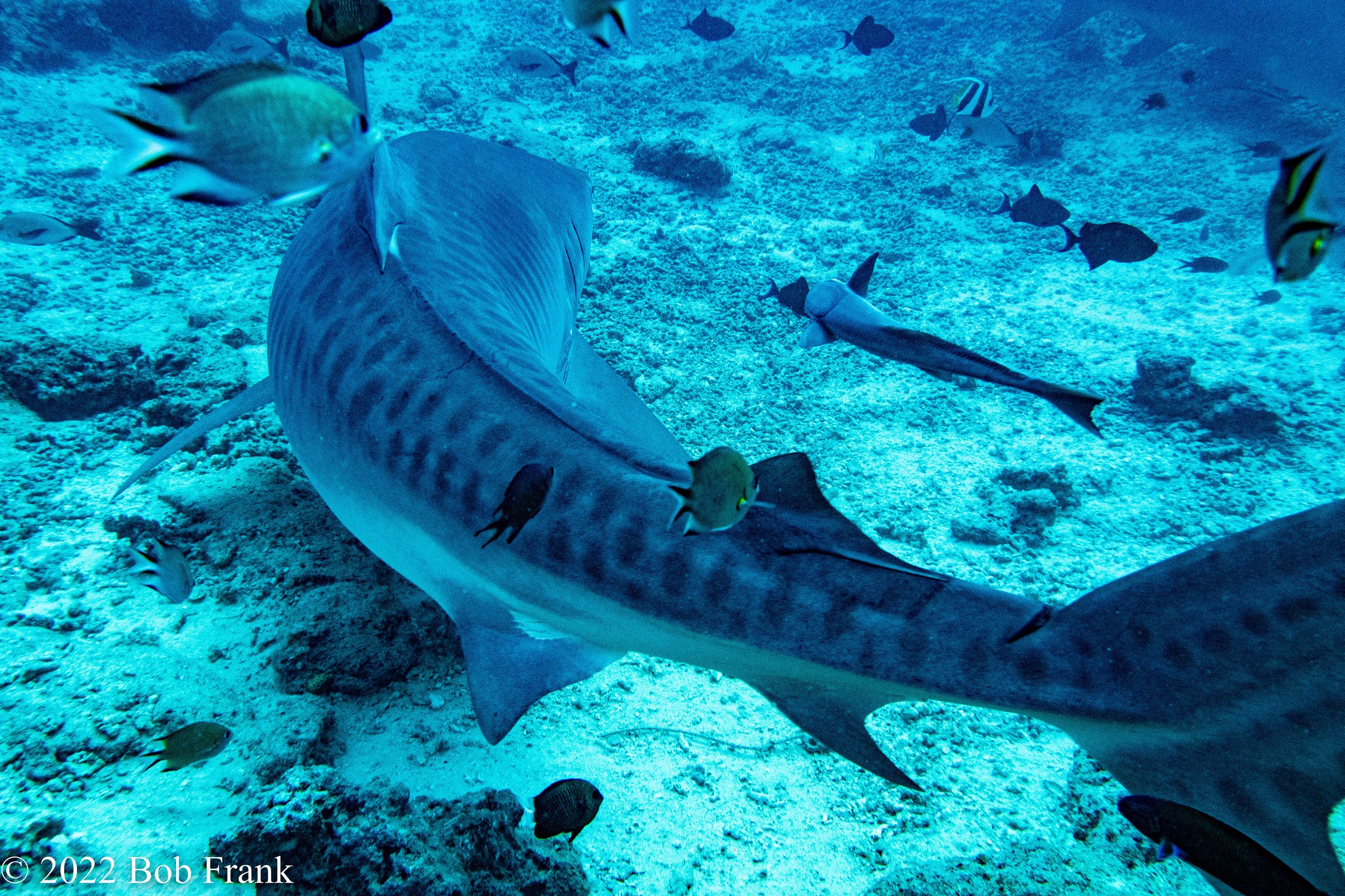 Tiger Shark