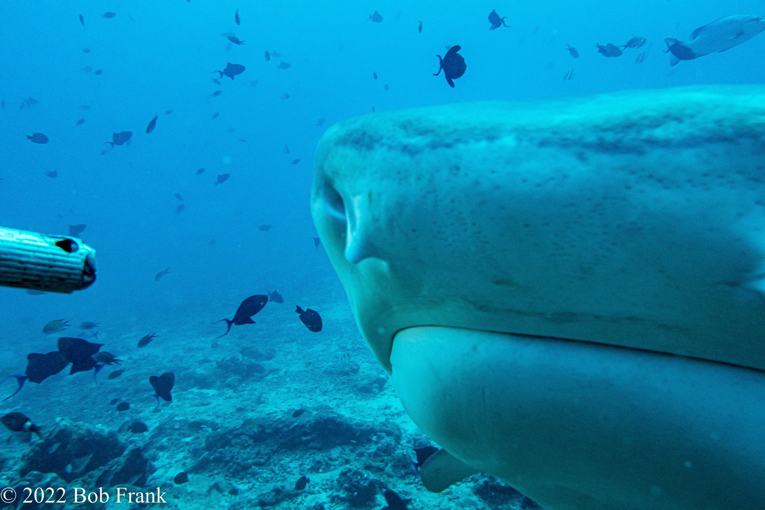 Head Shot-Tiger Shark