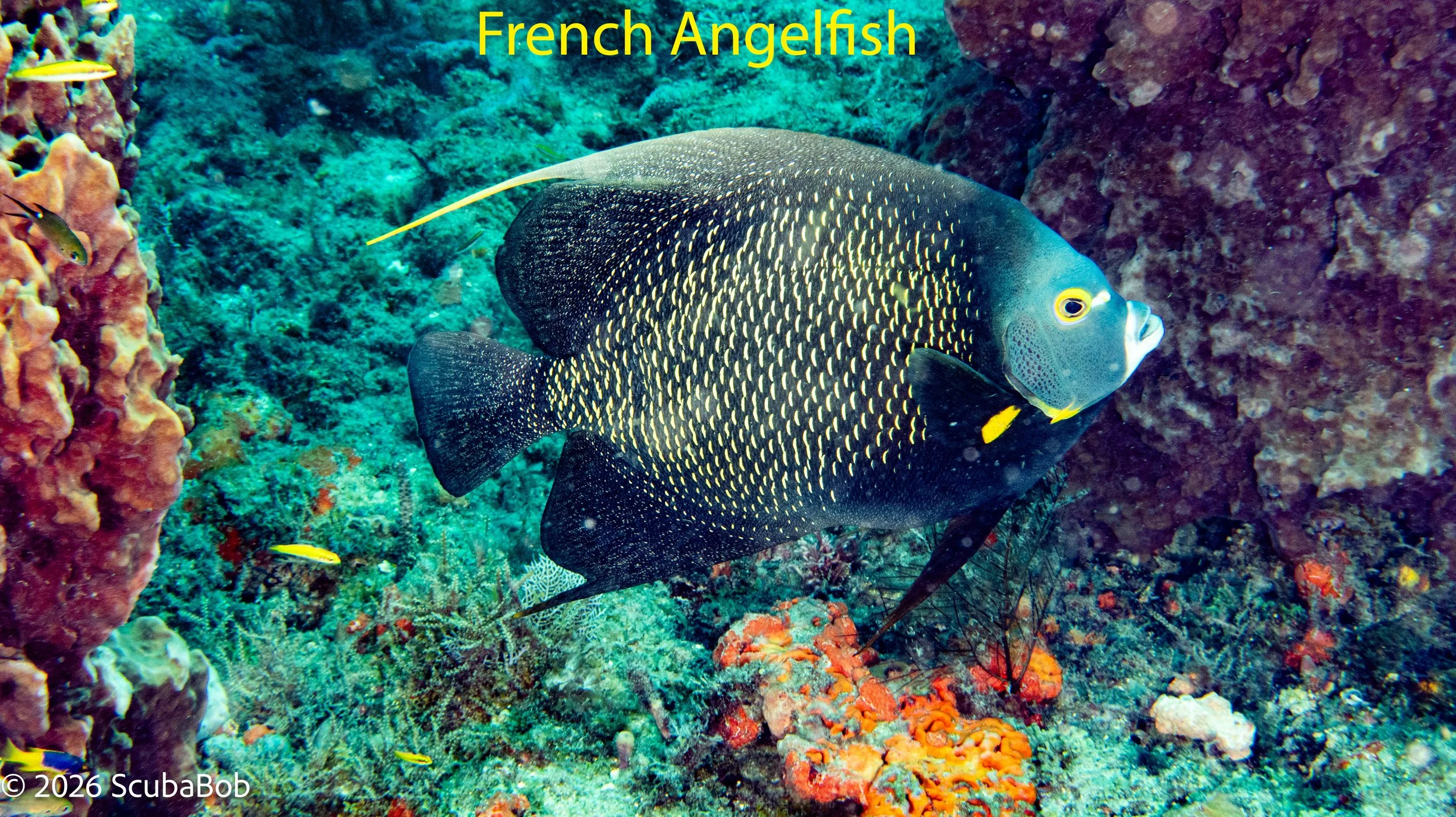 WPB-4.jpg