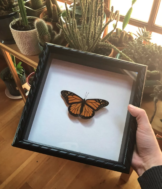 bowerbird emporium