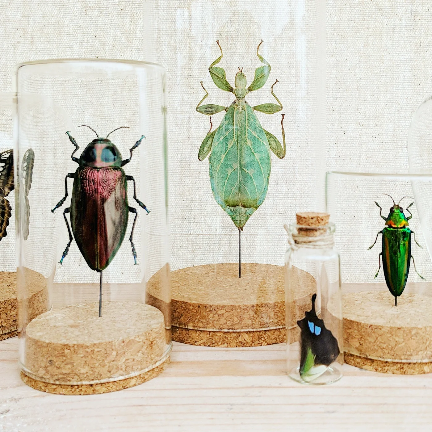 Green Beetle Shop