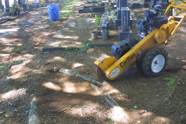 root pruning.jpg