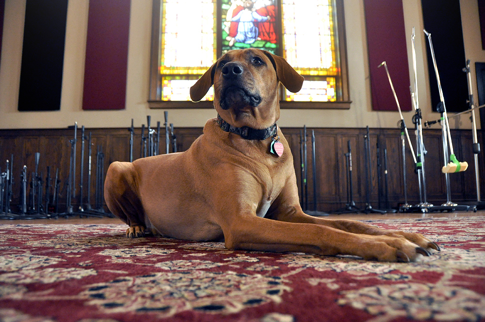 Femi, official studio dog