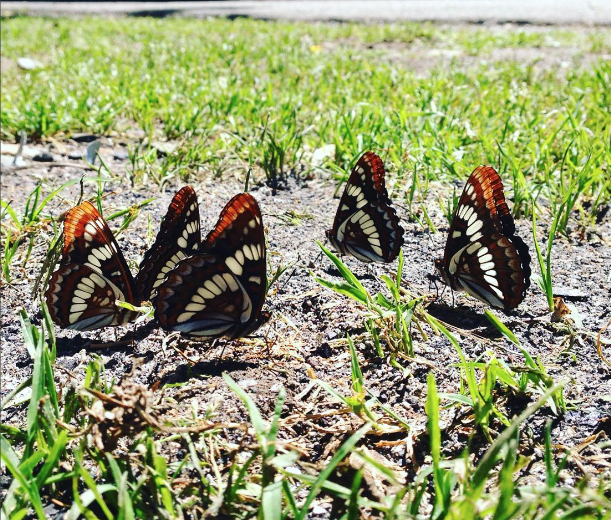 blk orange butterflies.png