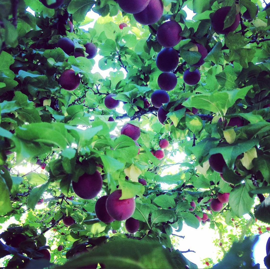 plum tree.png
