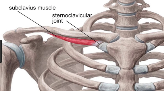 Subclavius Muscle