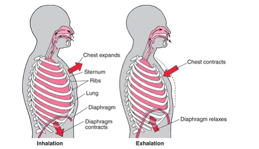 As the diaphragm contracts it draws down to ‘pull’ air into the lungs/ thoracic cavity.