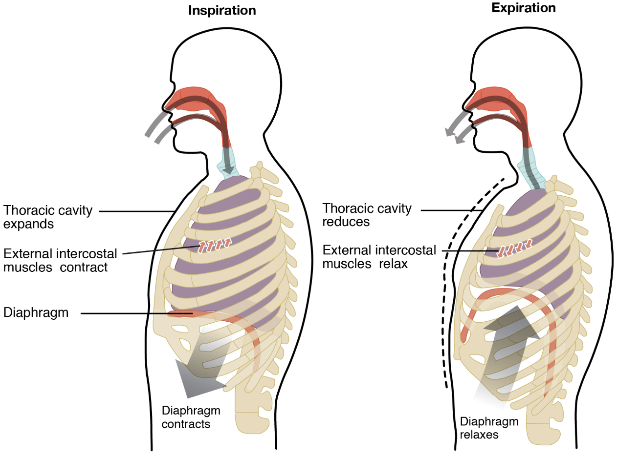 When we inhale, air is drawn inside the thoracic cavity/ lungs by a pressure decrease through diaphragmatic activation.