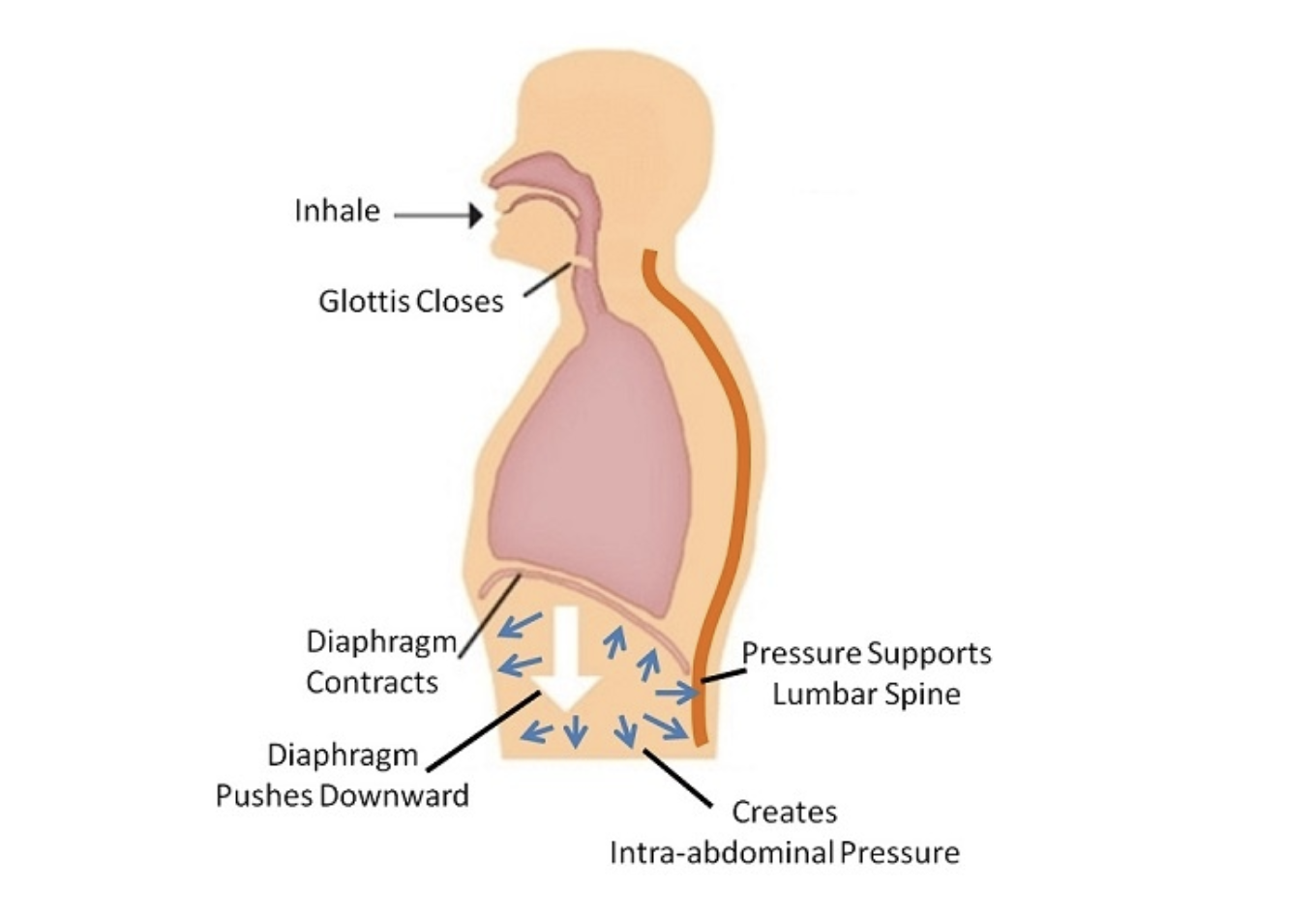 Intra Abdominal Pressure is created through a descending contraction of the Diaphragm on inhalation.