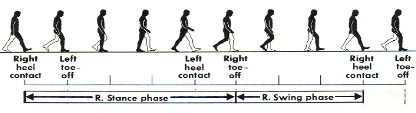 When the right leg is in contact with the ground the centre of mass shifts towards the right. This movement is controlled by the right side hip abductors and external rotators (glute complex).