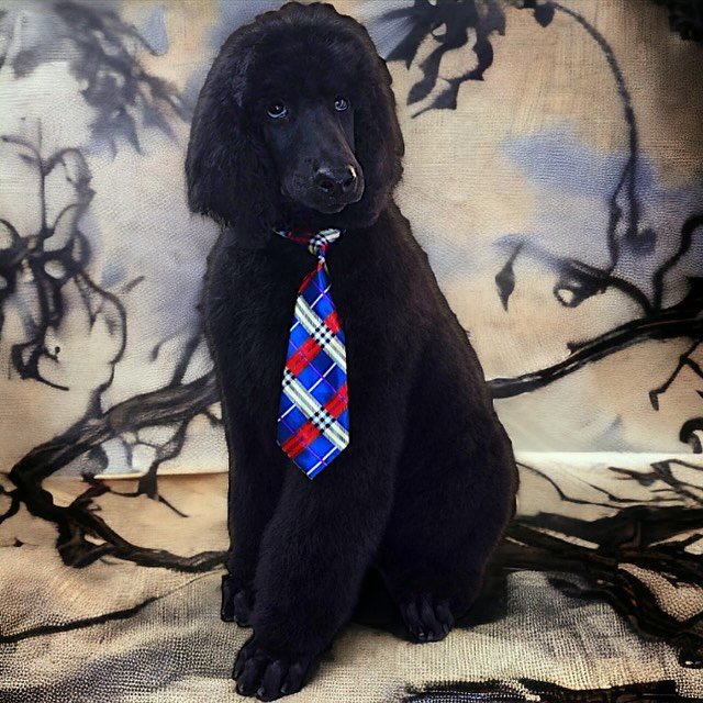 Speaking of joy, this picture of my mom&rsquo;s new pup is too cute not to share! I laugh every time I see it. Moose 🫎 just got a haircut and they gave him a little tie 😍 He&rsquo;s a standard poodle so he&rsquo;ll be big but for now he&rsquo;s jus