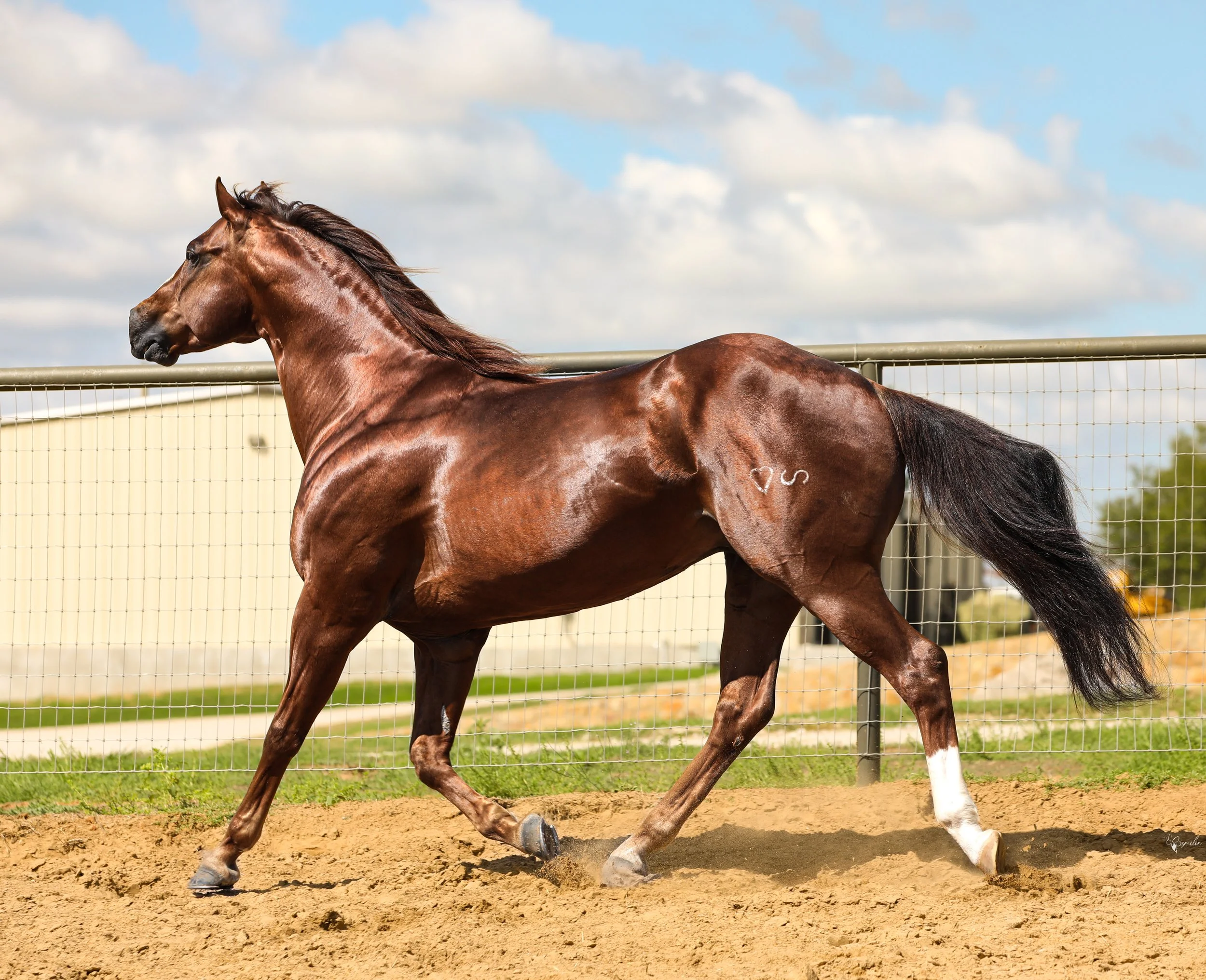 Outlaw Stallion Station — Outlaw Equine Hospital Rehab & Center