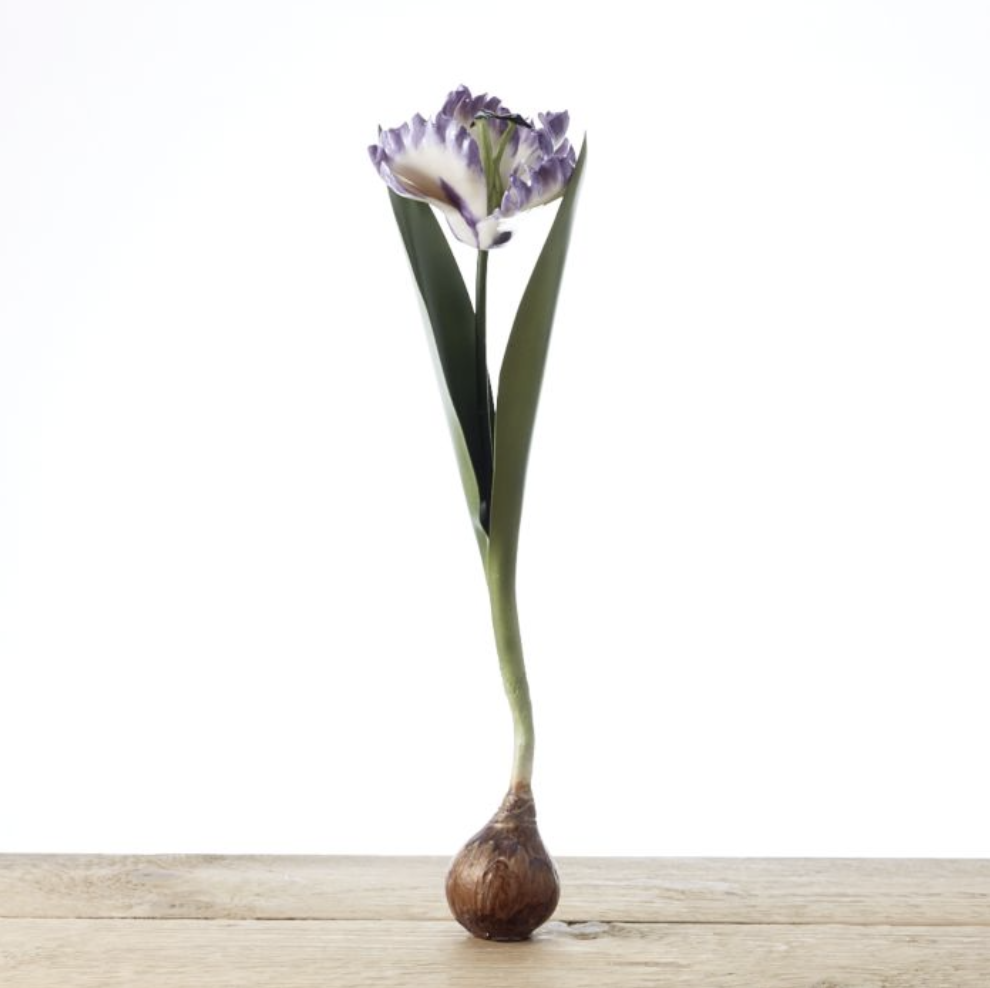 Sue Fisher King, Samuel MAZY Porcelain Tulip Bulb 'Lavender'
