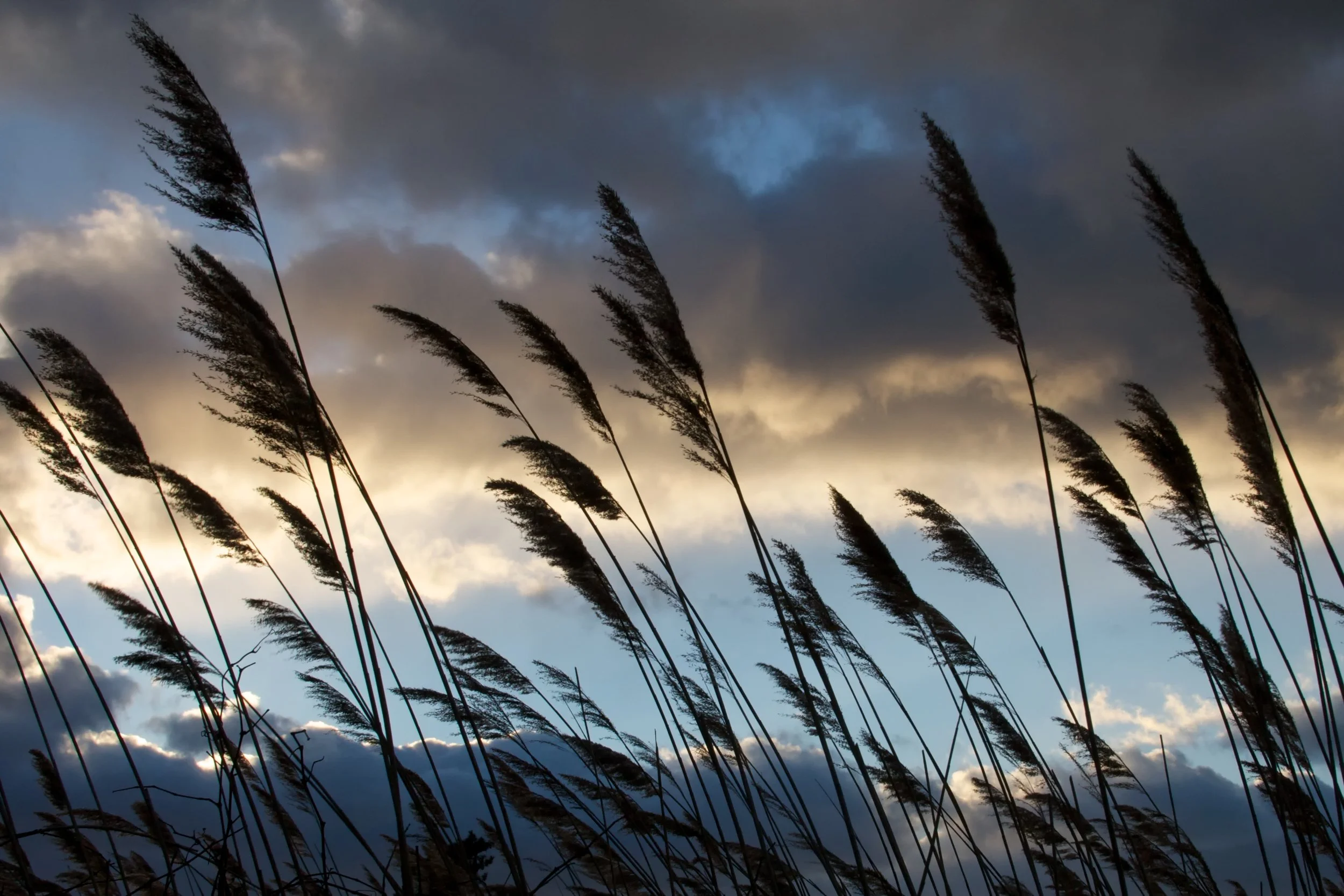 Reeds.jpg