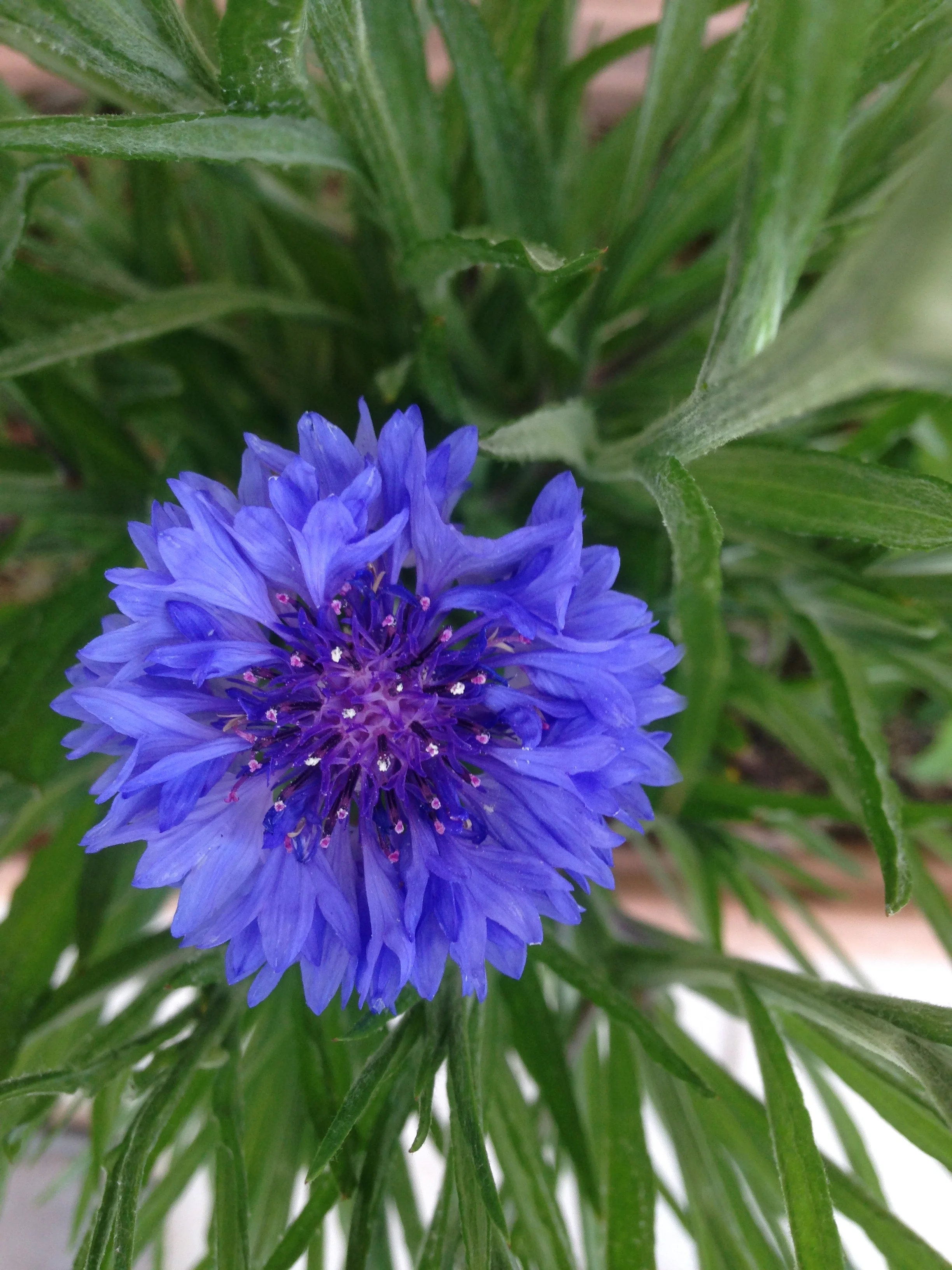 blue cornflower from the CCP HQ rooftop