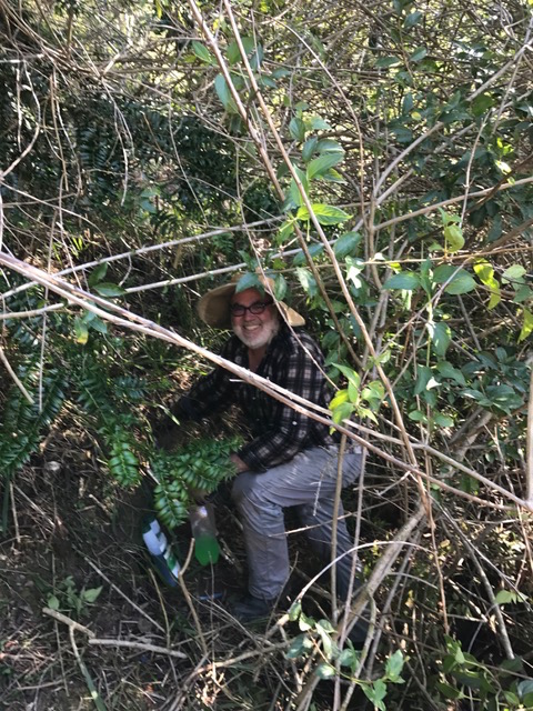 Paul clearing lantana in the gully 