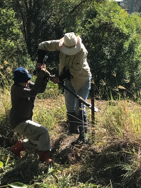 Mandy and Gai removing old fence droppers