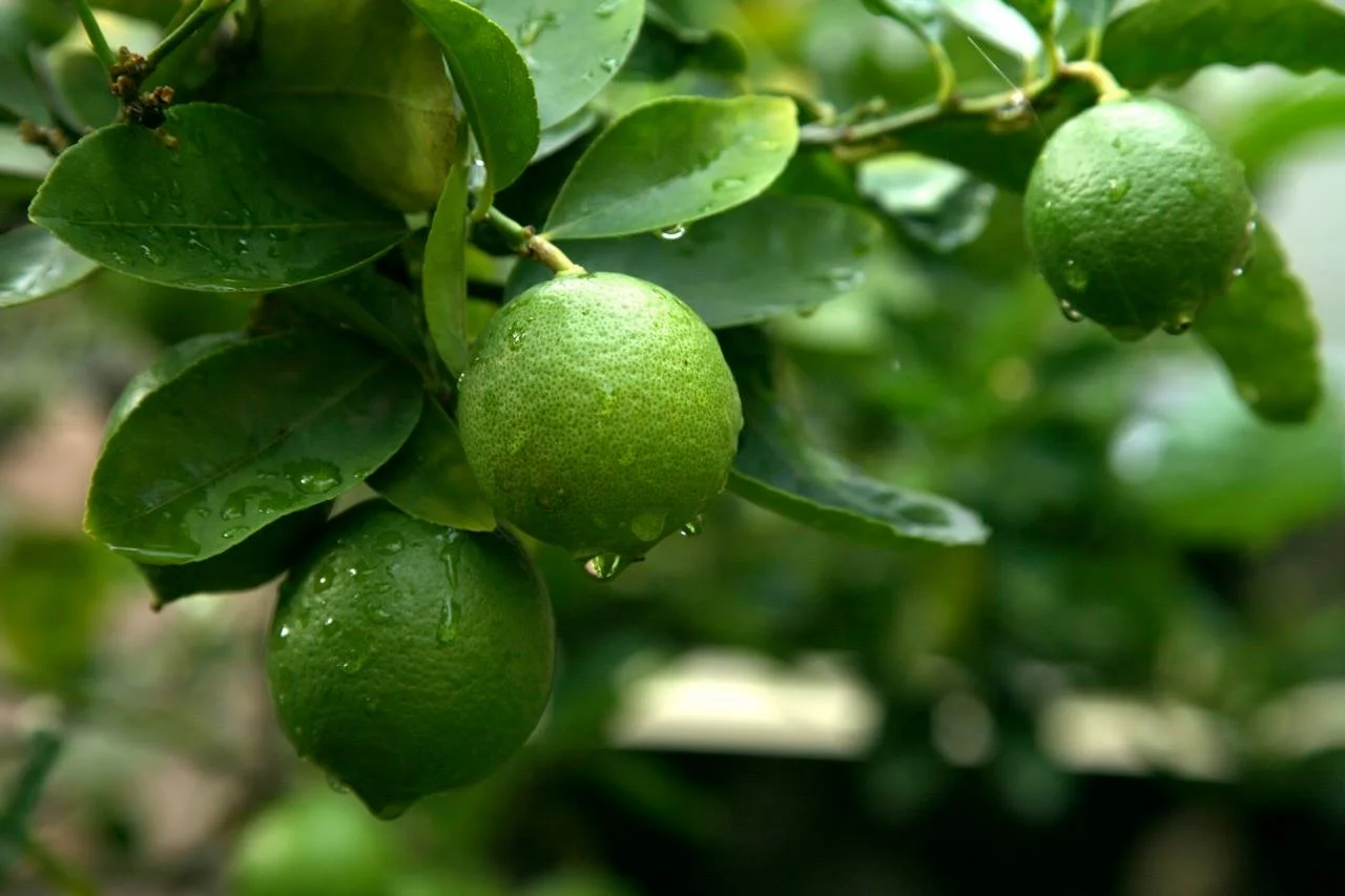 Limes in abundance are part of the lush growth of The Mulch Pit community garden in Darwin. Photo by Cosmic Person and TMP facilitator Lucy . 
