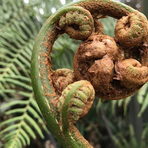 unfurling...