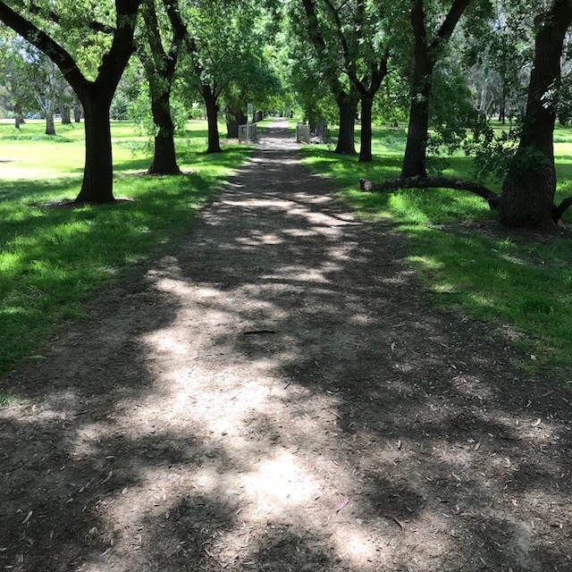 dappled path.jpeg