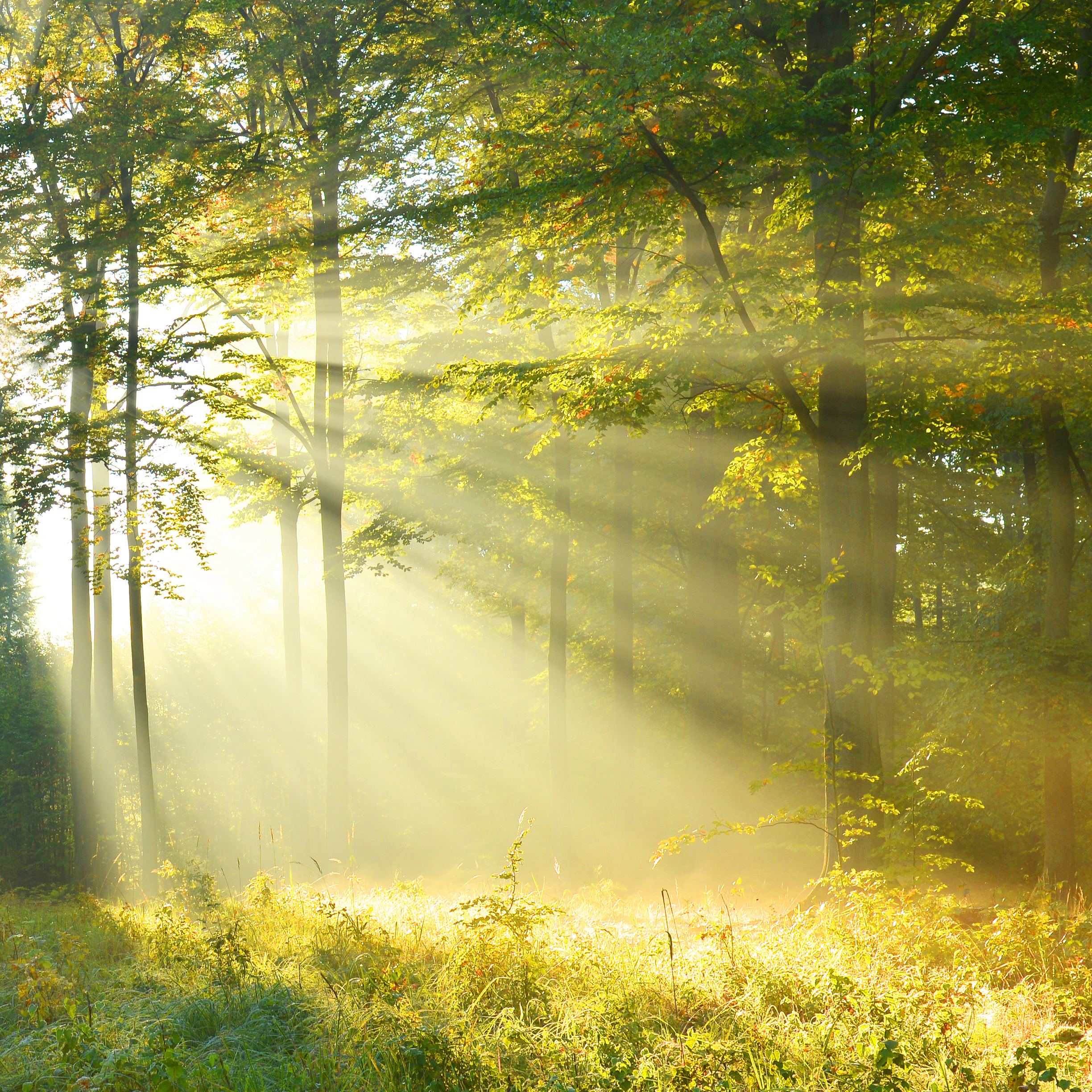Photo by {artist}/{collectionName} / Getty Images