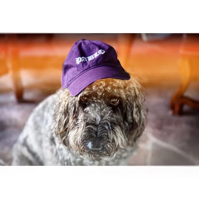 The Dawg, Pablo Esco