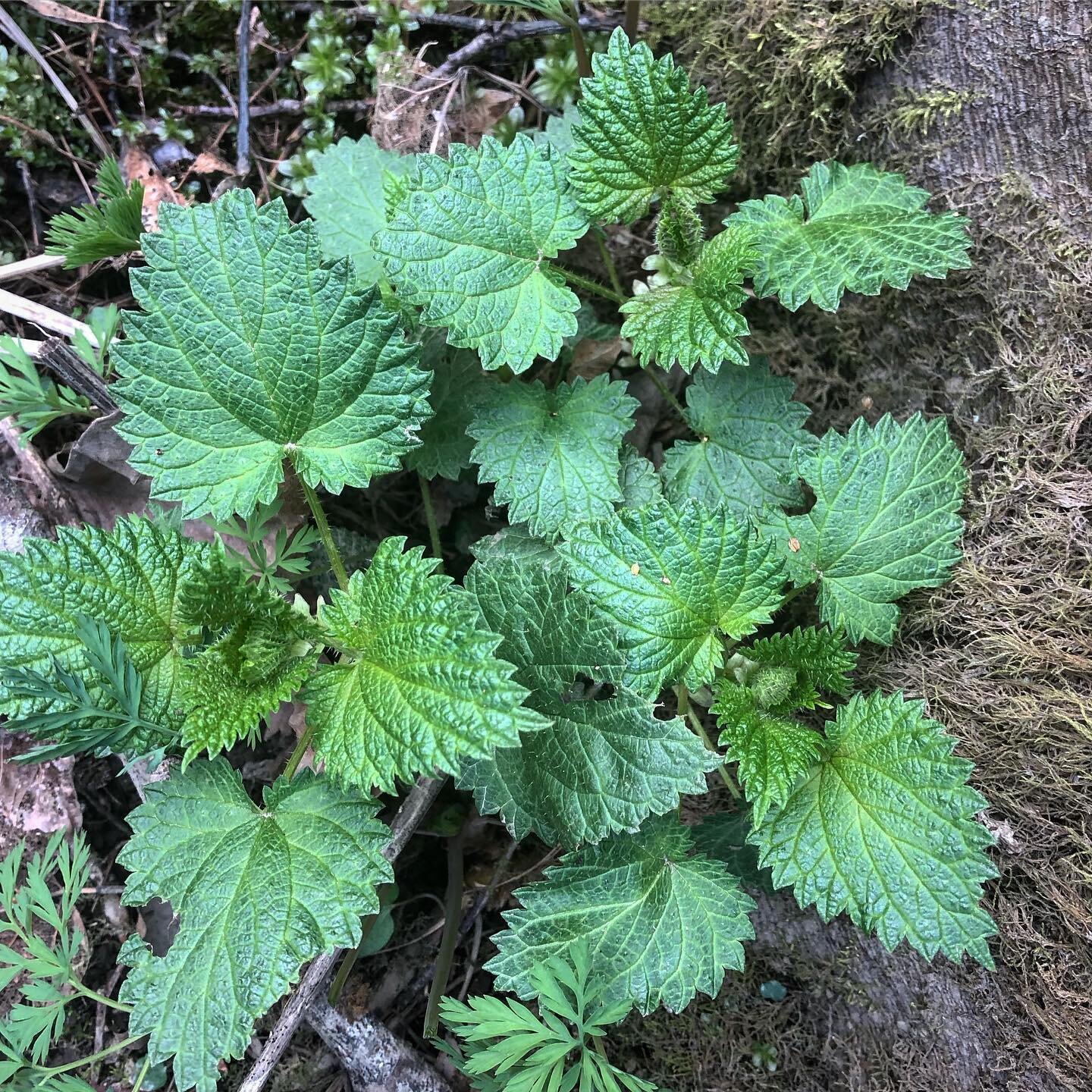 Nettles are growing, it&rsquo;s officially spring!!