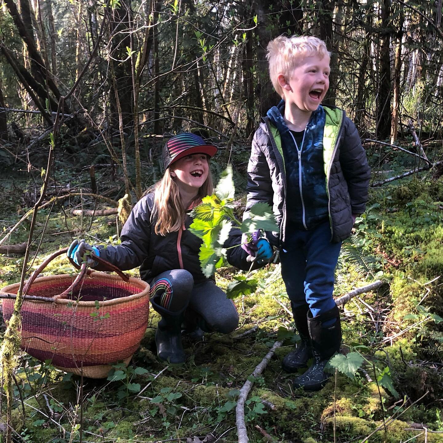 #Homeschool ... stinging nettle picking...it spans the curriculum; science, survival skills, health and nutrition, Phys Ed!! #puttingthekidstowork #thatnettlestungmybutt