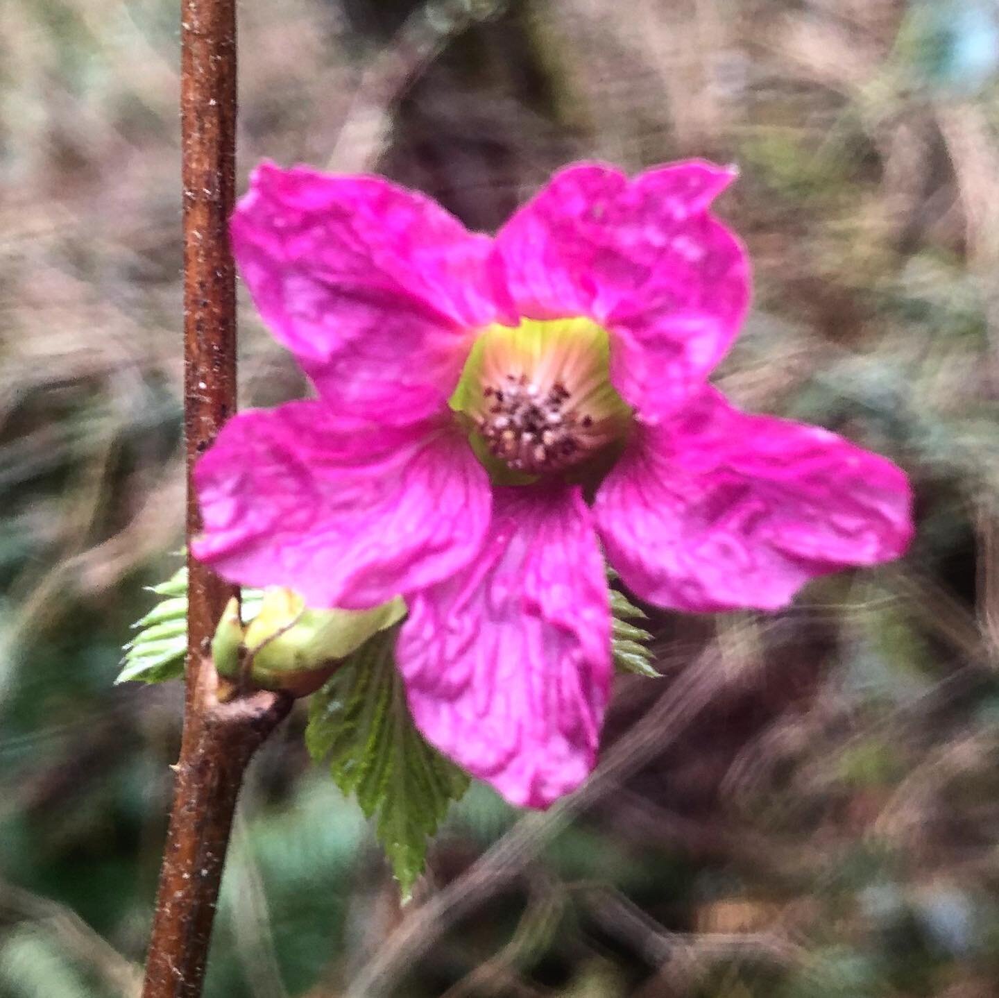 On a brighter note...spring is here!  #salmonberry #springishere