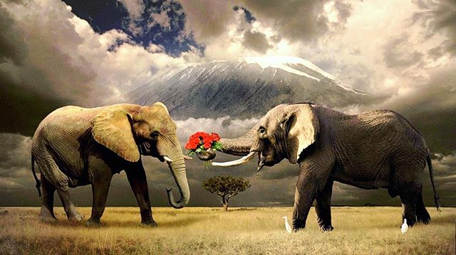 Happy #ValentinesDay from @wildlifewakeupcall ! Elephants in particular have such a deep bond with one another. Wishing all animal lovers a beautiful day filled with love ❤️ .
.
.
#vday #valentine #valentines #animals #elephant #elephants #anilmallov