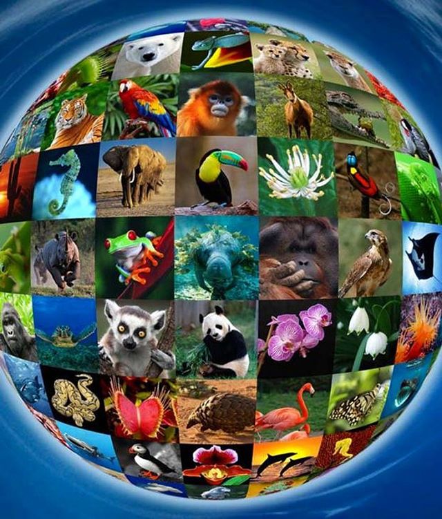 Happy #WorldWildLifeDay ! Every animal on this planet deserves the right to live in harmony with their eco system. We are all connected even in ways we continue learning. No time like the present to continue doing everything we can to ensure the surv