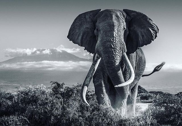 #RIP to this legend, Tim. You were one of Africa&rsquo;s last giant &ldquo;tuskers&rdquo; and such an #icon representing your incredible species for 50 years. Throughout your life you narrowly escaped death multiple times and persevered in a challeng