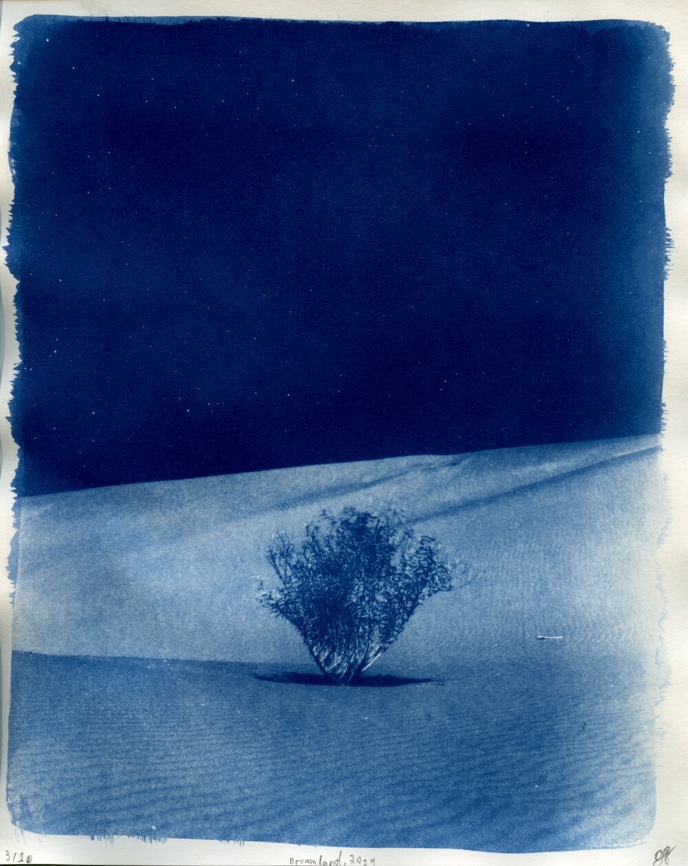 Dreamland - 8x10 Cyanotype on Watercolor Paper Limited Edition of 10 —  julius schlosburg
