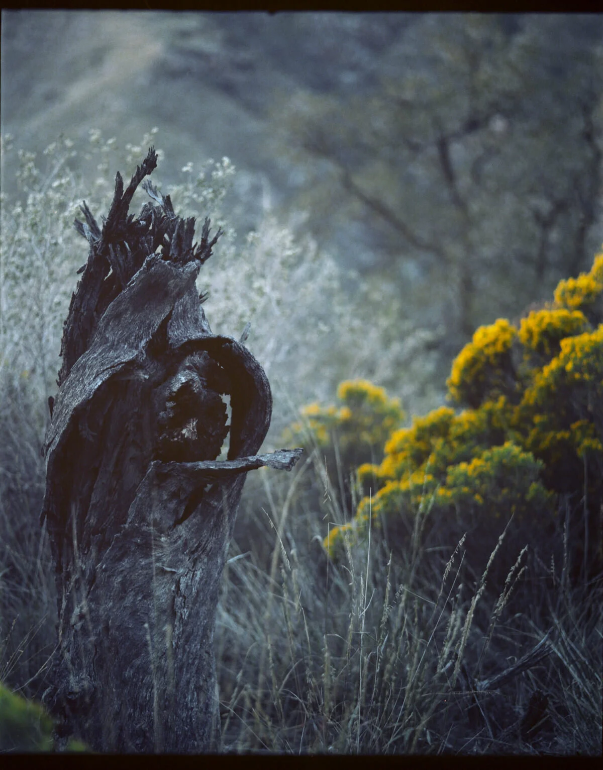 Tree Shrine-1.jpg