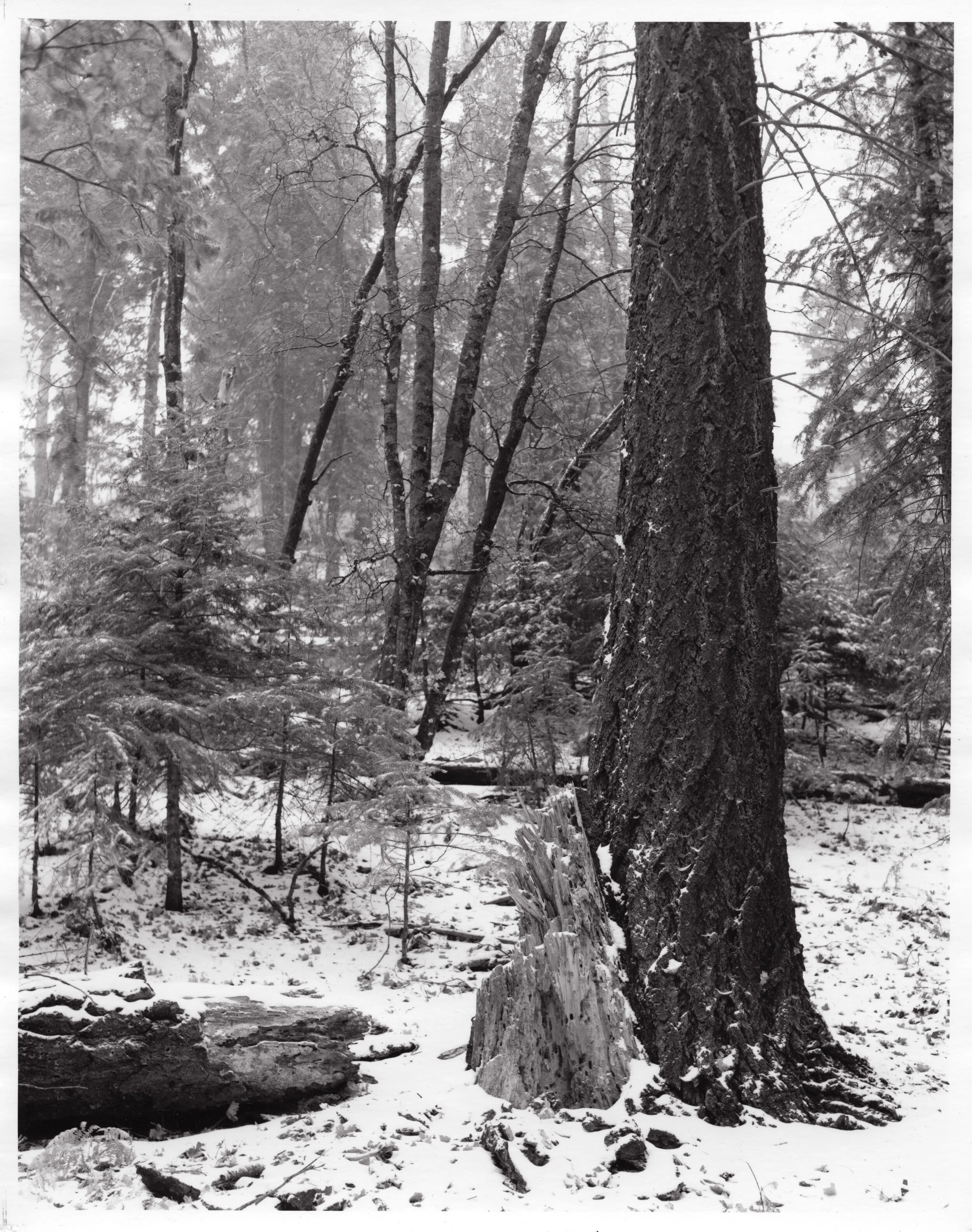 For Web - Everlasting Final Print.jpg