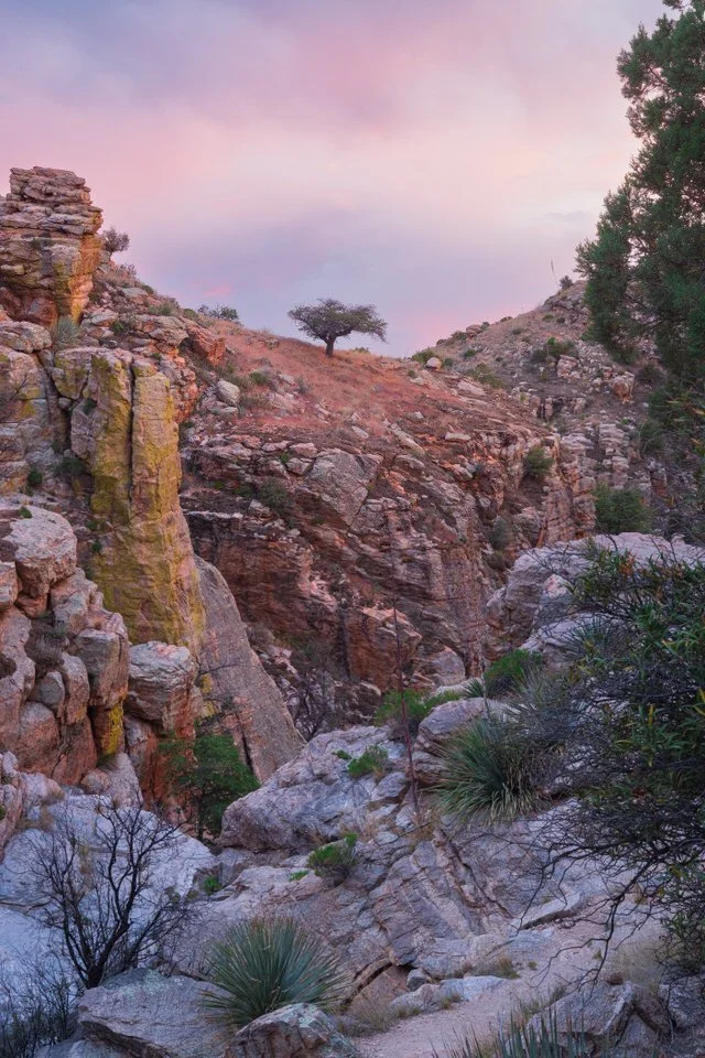 Hidden_Canyon_Oak_Licensing_Julius_Schlosburg-1.jpg