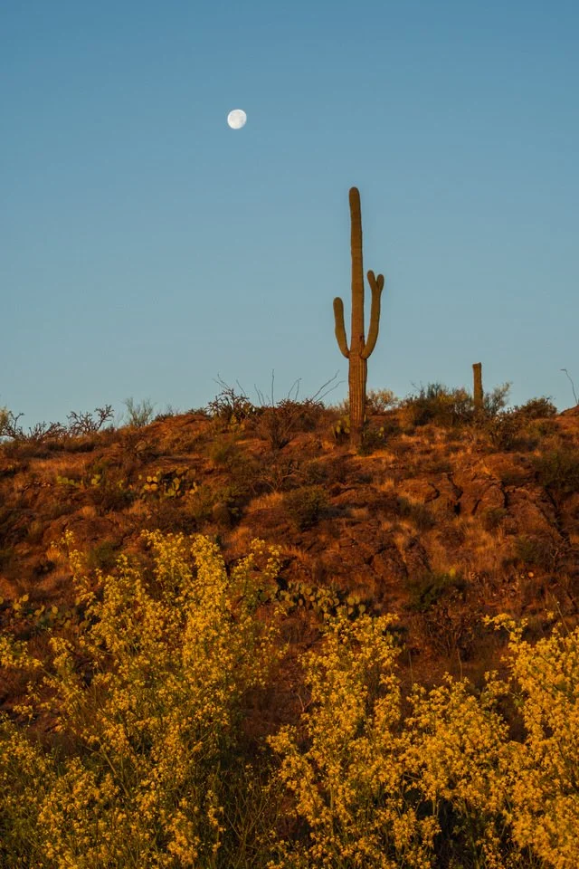 Palo Verde Moonrise-1.jpg