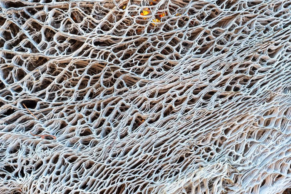 Cholla Skeleton Julius Schlosburg-1.jpg
