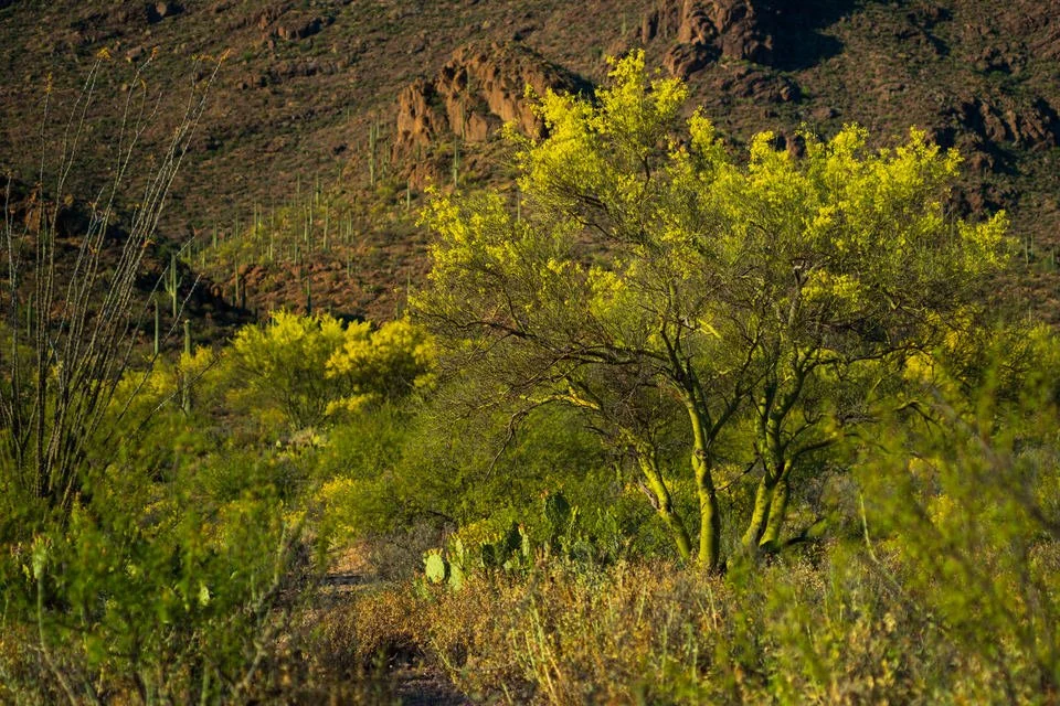 Palo Verde Bloom Julius Schlosburg-1.jpg