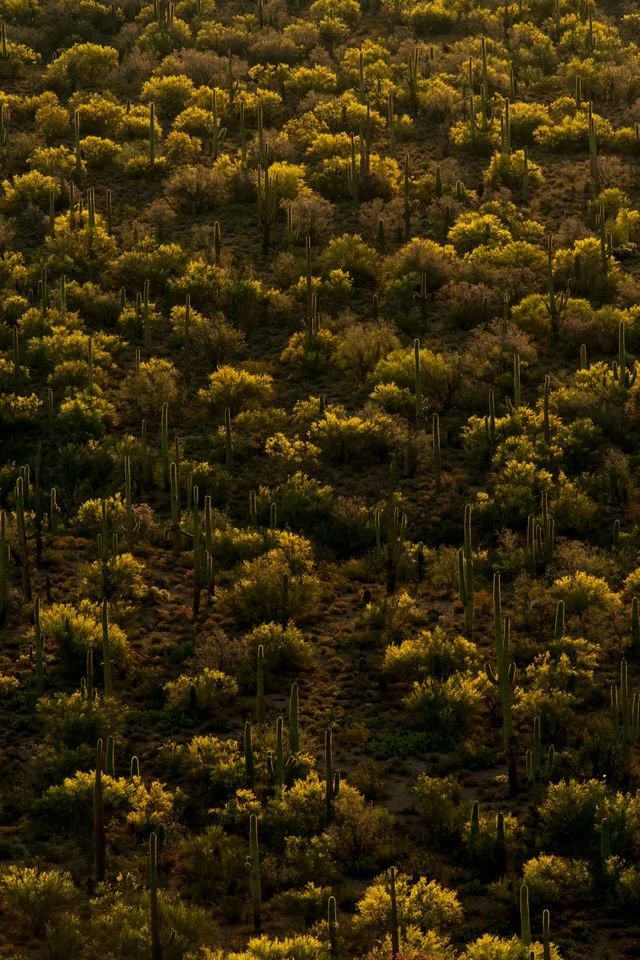 Cactus Forest-1.jpg