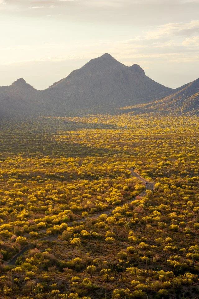 Palo Verde Forest II Julius Schlosburg-1.jpg