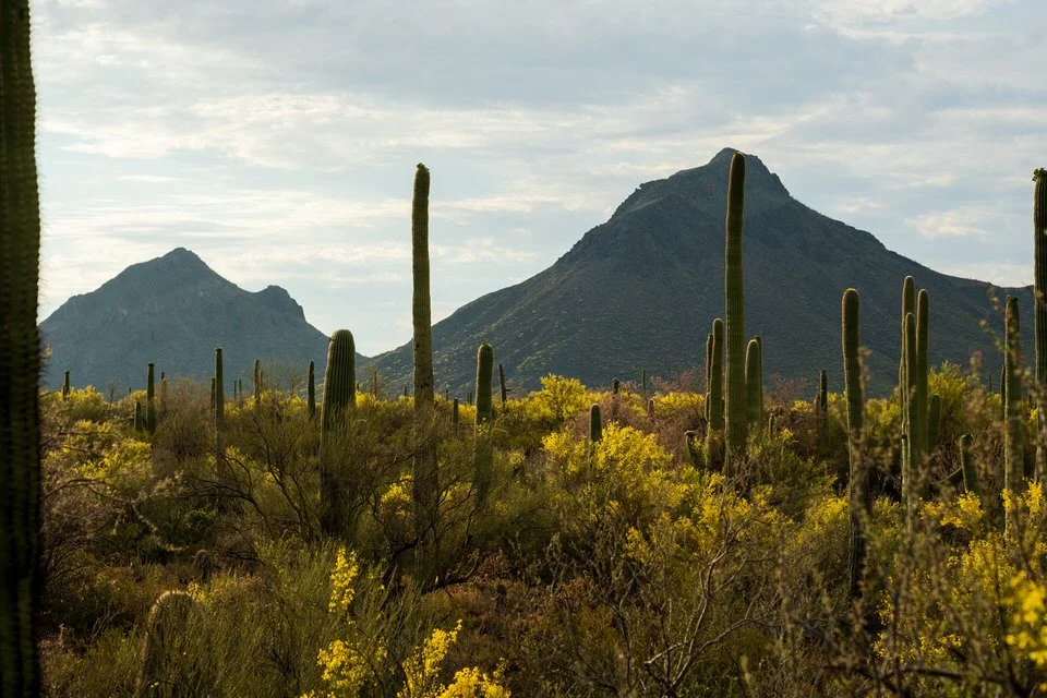 Palo Verde Bloom-1.jpg