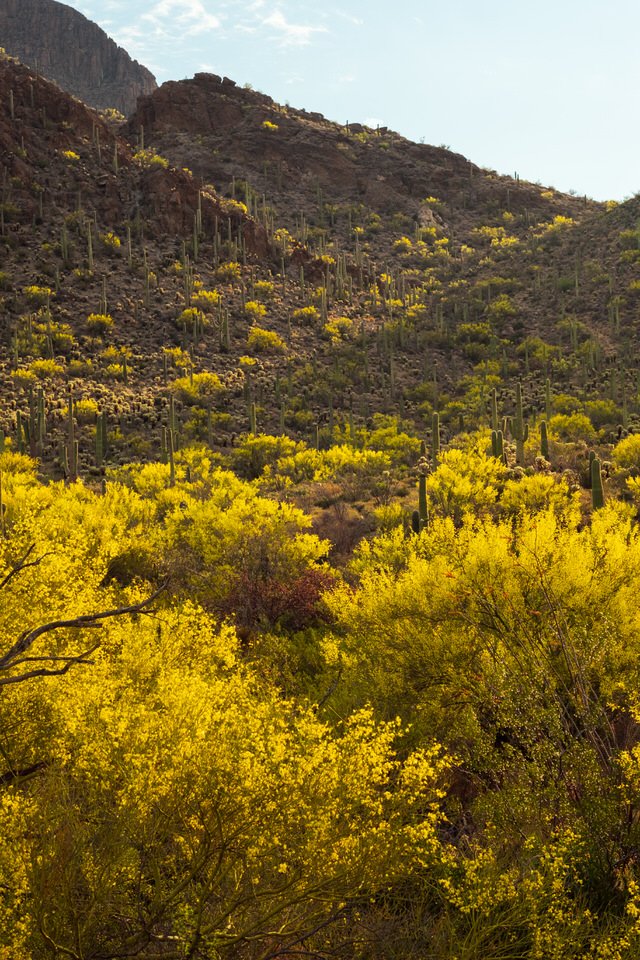 Palo Verde Bloom II-1.jpg