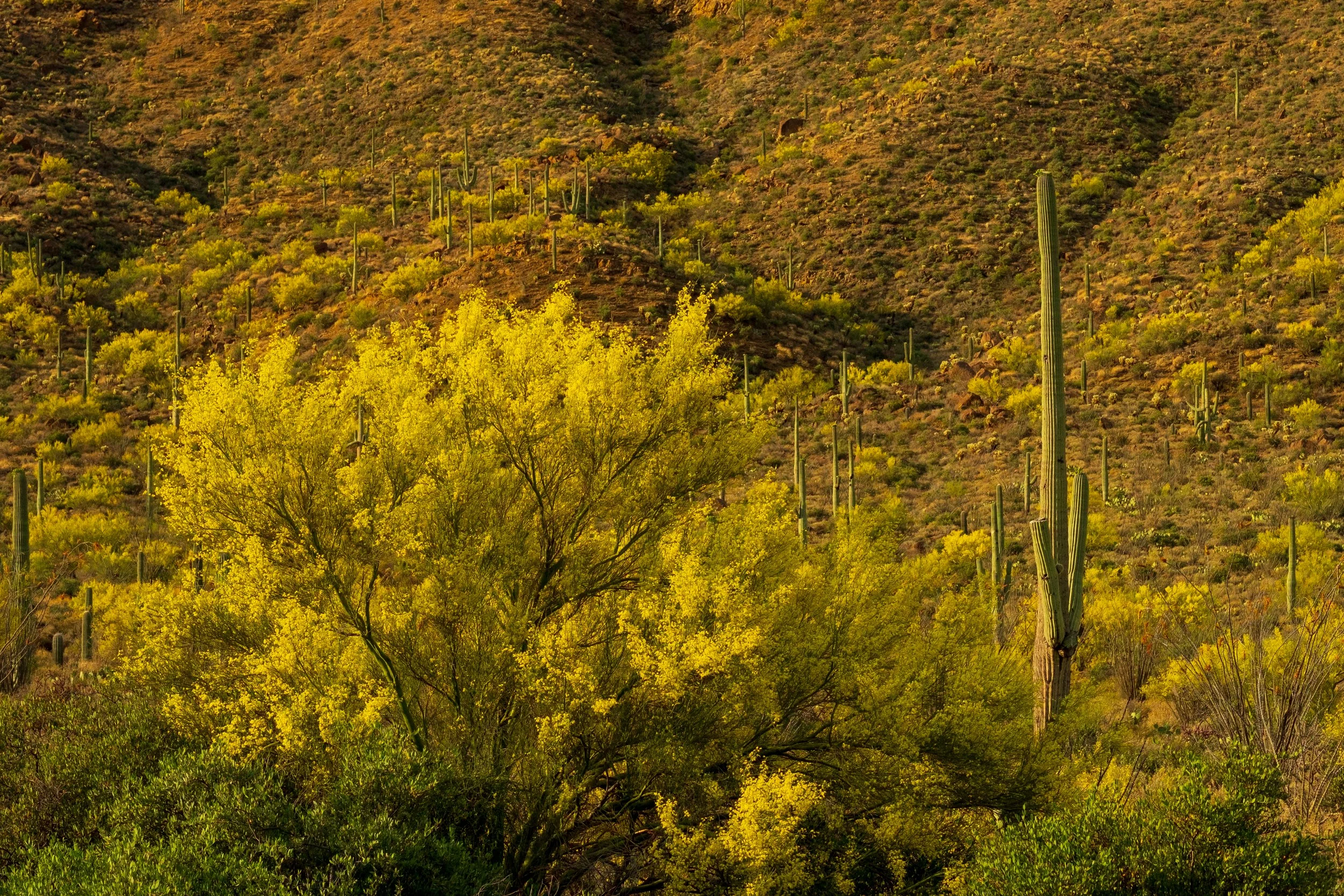 Palo Verde Bloom III.jpg