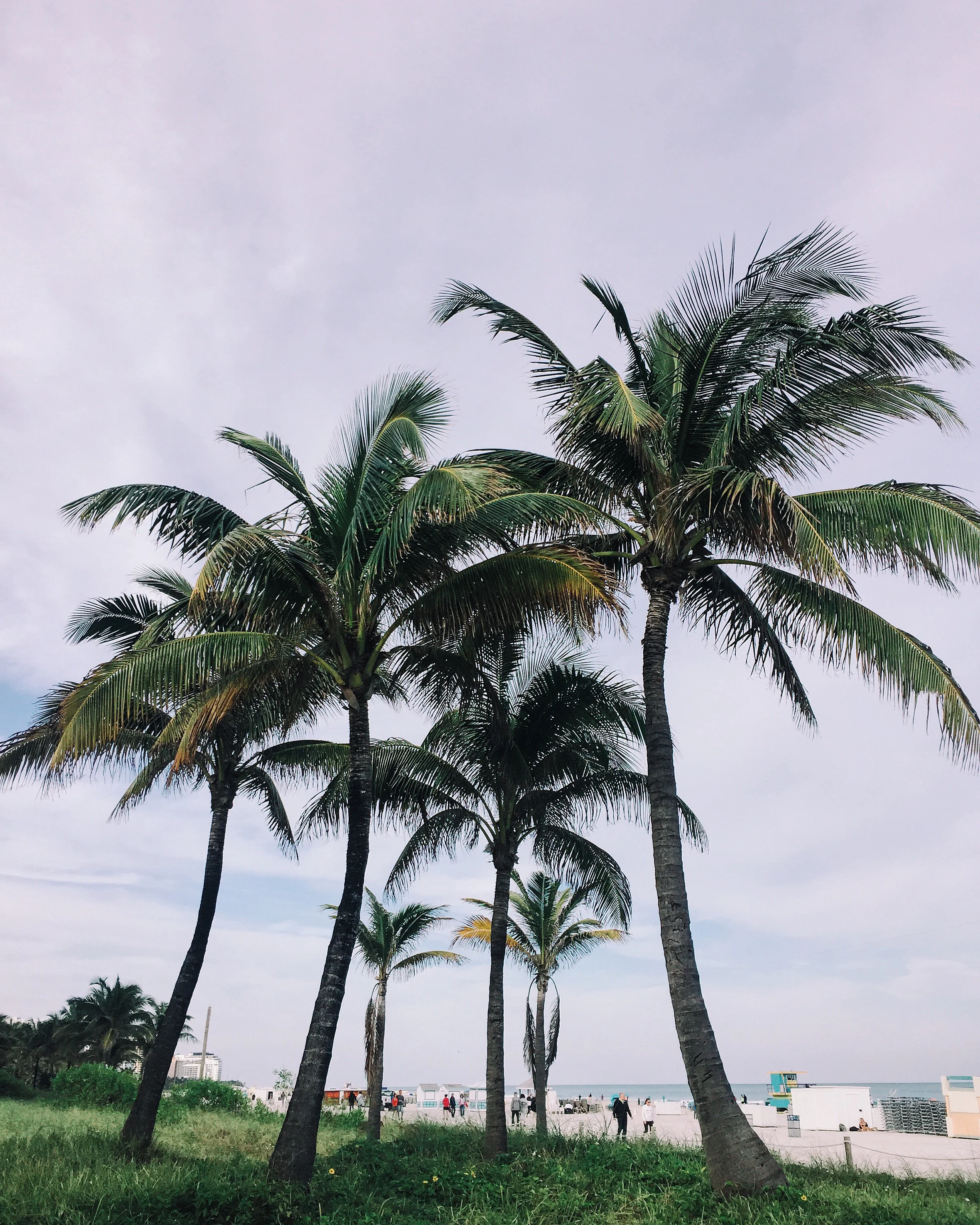 Palm trees against the sky in South Florida