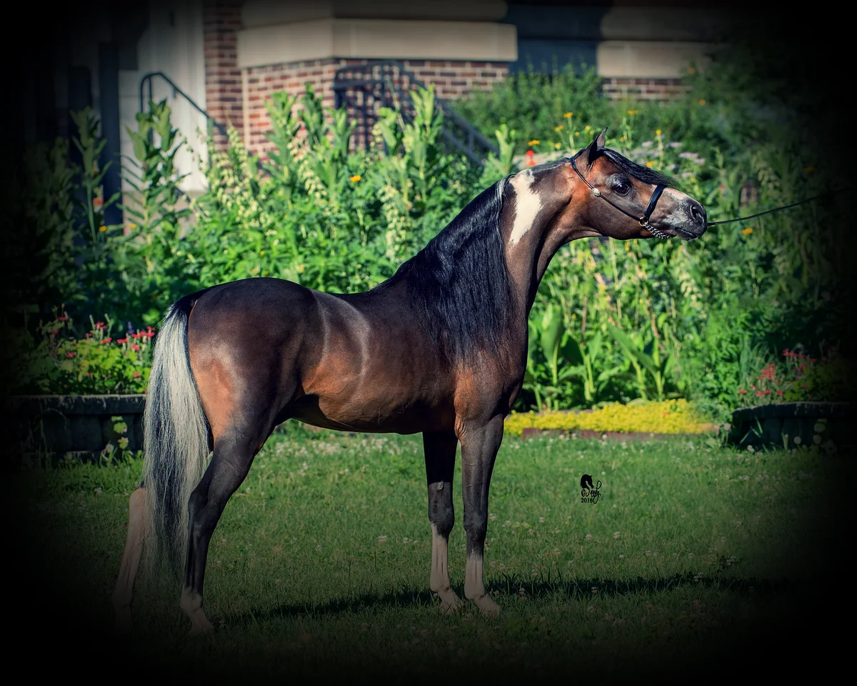 PIC_1875-X2.jpg